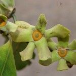 Guatteria hirsuta Fruit