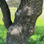 Quercus ilex Kaarna
