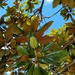 Magnolia grandiflora फल