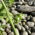 Solanum sarrachoides Écorce