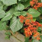 Clerodendrum speciosissimum Feuille