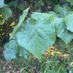 Dombeya burgessiae Leaf