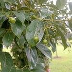 Cinnamomum camphora Φρούτο