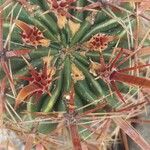 Ferocactus latispinus Лист