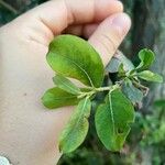 Salix atrocinerea 葉