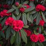 Rhododendron barbatum Flor