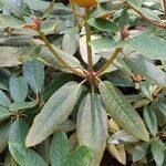 Rhododendron arboreum Листок