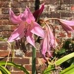 Crinum × powellii Flower