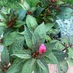 Impatiens wallerianaপাতা