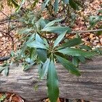 Kalmia latifolia Leaf