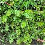 Blechnum orientale Лист