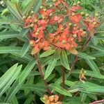 Euphorbia griffithii Flor