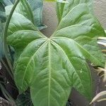 Anthurium pedatoradiatum Leaf
