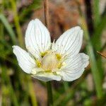 Parnassia palustrisFlor