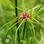 Allium vineale Blomst
