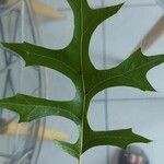 Quercus palustris Hoja