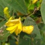 Cajanus cajan Flower