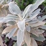 Salvia argentea Fuelha