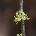 Pleiocarpa pycnantha Flower