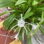 Hymenocallis littoralis花