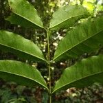 Landolphia robustior Leaf
