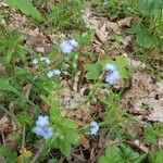 Myosotis sylvaticaKwiat