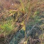 Themeda triandra Květ