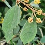 Grewia velutina Leaf