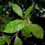 Hirtella triandra Лист