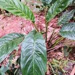 Tacca chantrieri Habit