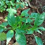 Capsicum frutescens Лист