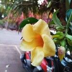 Allamanda catharticaBlodyn