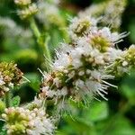 Mentha suaveolensFlower