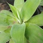 Agave attenuata পাতা