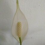 Spathiphyllum wallisiiFlor