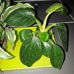 Peperomia maculosa Blad