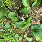 Arisarum simorrhinum Habitus