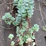 Kalanchoe laxiflora Habit