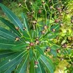 Euphorbia mellifera Vaisius