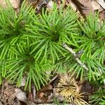 Lycopodium digitatum Lehti