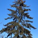 Picea abies Хабит