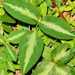 Desmodium uncinatum Leaf