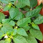 Capsicum annuum Агульны выгляд