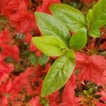 Rhododendron calendulaceum Folio