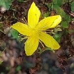 Hypericum perfoliatum Λουλούδι