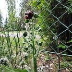 Cynoglossum officinaleBlomma