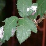 Rubus albiflorus Levél