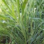 Plantago ovata その他の提案