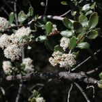 Ceanothus crassifolius Агульны выгляд