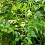 Vicia dumetorum Blomst